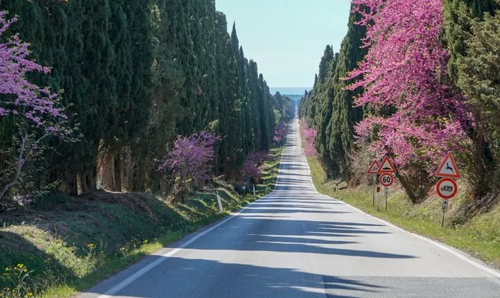 Shore Excursion from Livorno to Bolgheri with Wine Tasting