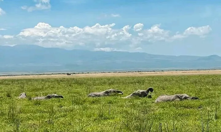 5 Days Amboseli, Lake Nakuru and Masai Mara Safari