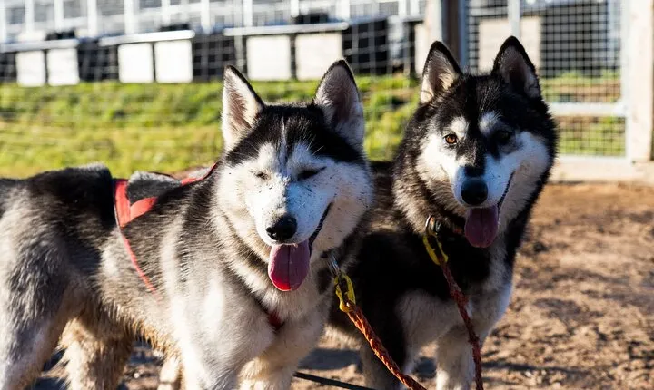 Rovaniemi: Drive Your Own Husky Team (Autumn) & BBQ