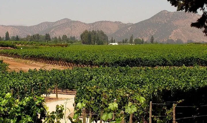 Premium Wine & Cheese Half Day Trip to Concha y Toro Vineyard from Santiago