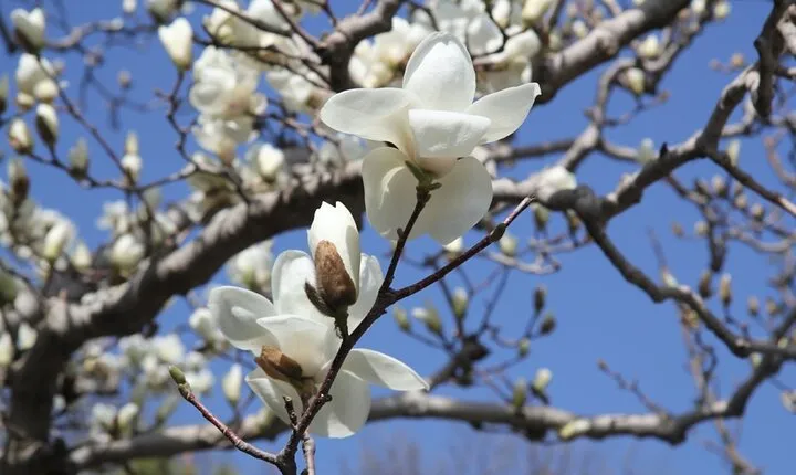 Cherry & Magnolia Blossoms Viewing Tour (Summer Palace & Yuyuantan)
