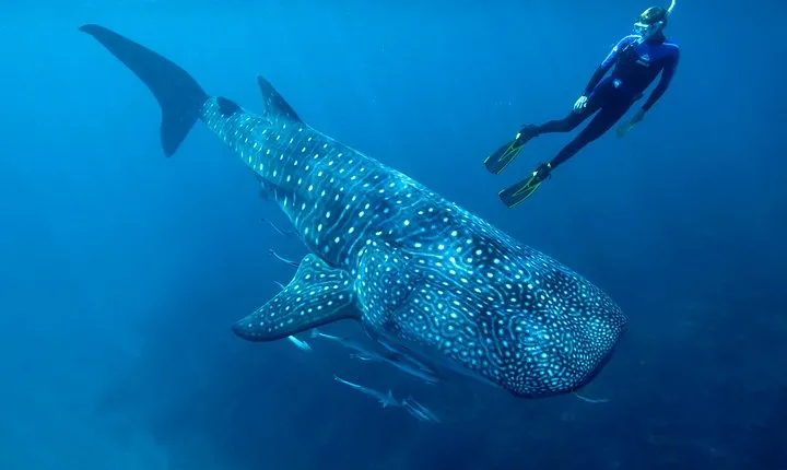 Cancun Whale Shark Encounter