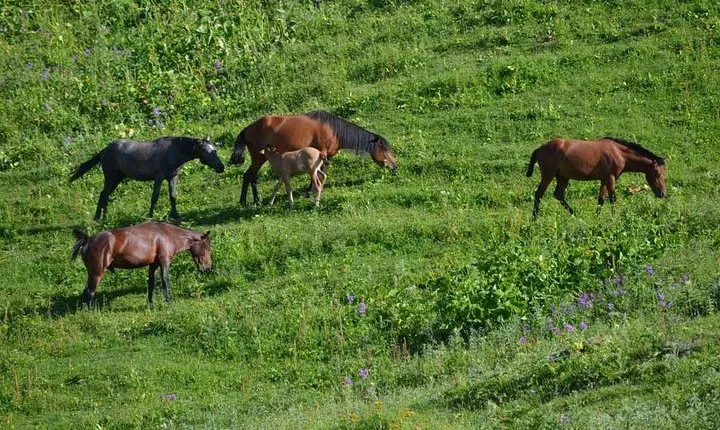 Relaxable and Knowledgeable 9 days Tour in Azerbaijan