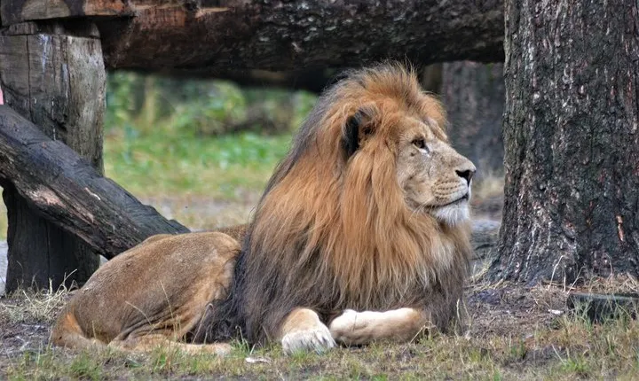 3 Days 2 Nights Adventure in Ngorongoro and lake Manyara (Comfort)