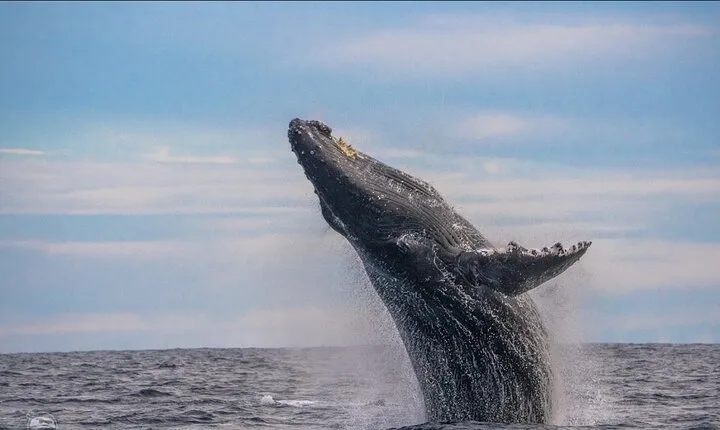 Whale Watching Tour in Cabo San Lucas