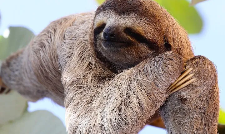 Rainforest Combo - Chocolate - Sloths - Cortes Waterfall