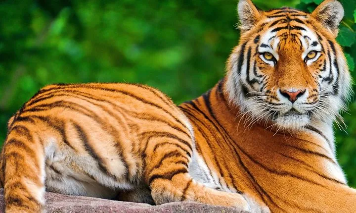 12 Days - The Best Of India -yoga, Tiger And Taj Mahal