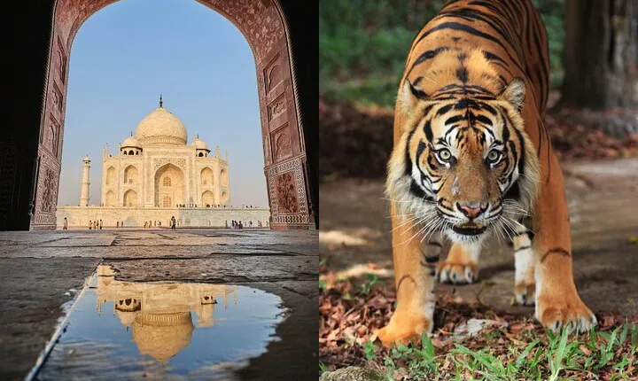 8 Day Delhi Agra Ranthambore Udaipur Jaipur Delhi Tour