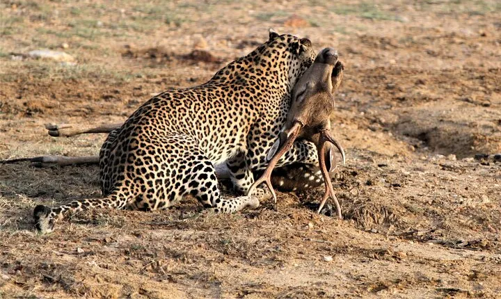 Full Day Safari Tour in Yala National Park
