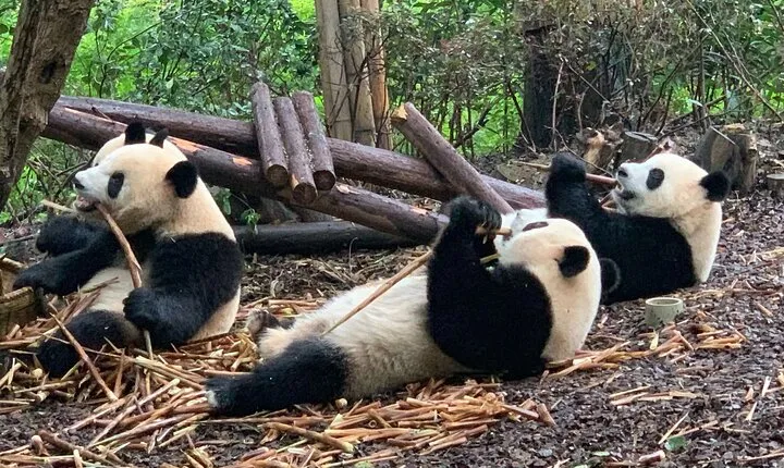 Chengdu Research Base of Giant Panda Breeding Ticket pre-booking