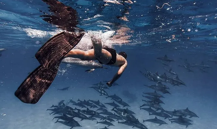 Snorkel at Satayeh Dolphin House Adventure from Marsa Alam