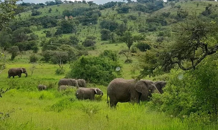 One Day Akagera National Park Safari From Kigali