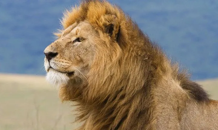 8 Days Budget Camping Tanzania