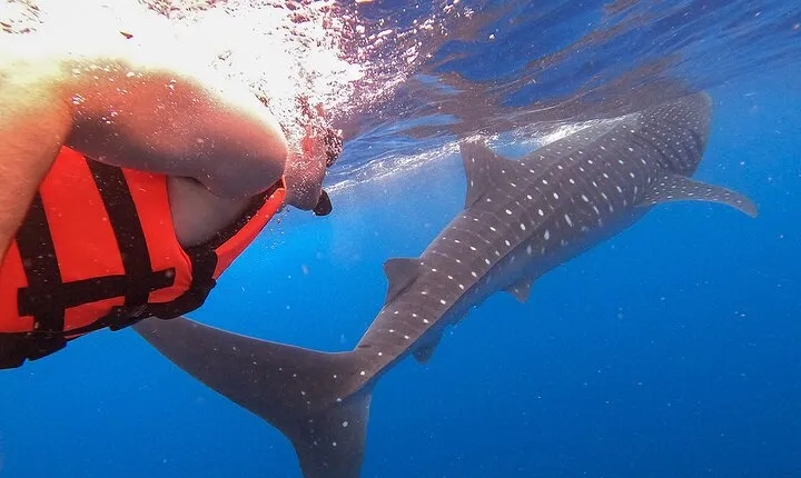 Whale Shark and Snorkeling Adventure from Isla Holbox