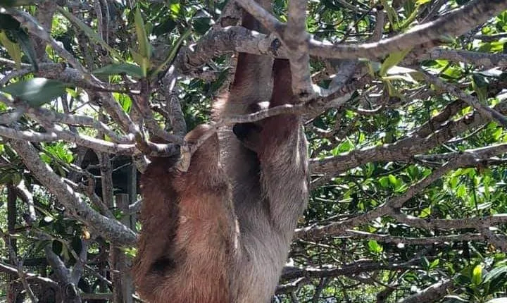 Monkeys & Sloth Hangout