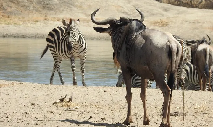 3 Days Budget Camping Safari to Serengeti and Ngorongoro Crater