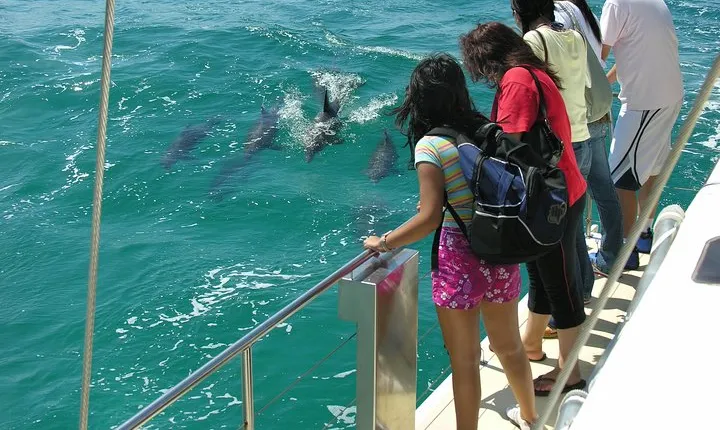 Dolphin Watch + Sailing - Port Stephens