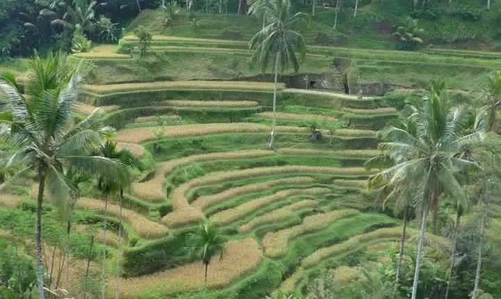 Ubud Kintamani Tour