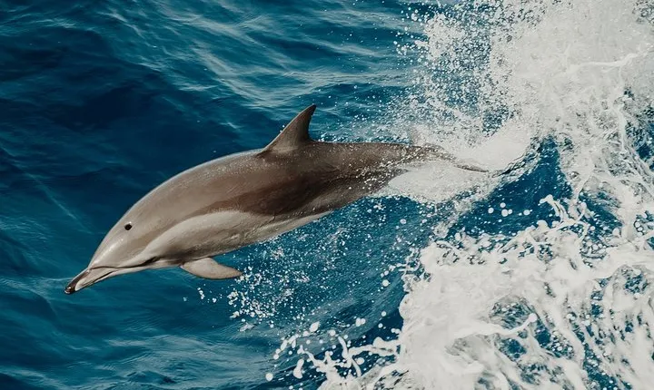 Depart Saint Raphaël: Meet the Dolphins