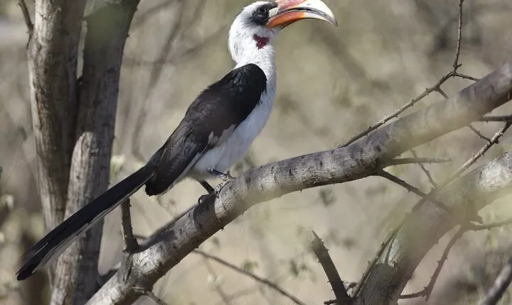 7-Day Northern Tanzania Birdwatching and Wildlife Safari