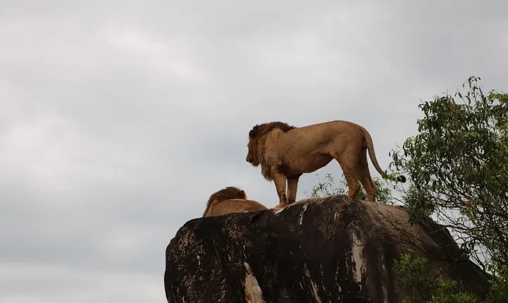 3 Nights Queen Elizabeth National Park Retreat 