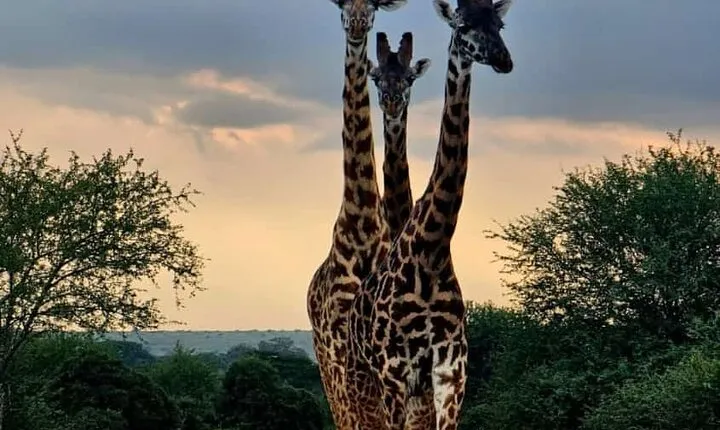 Giraffe Centre, Karen Blixen Museum and Beads Factory Tour