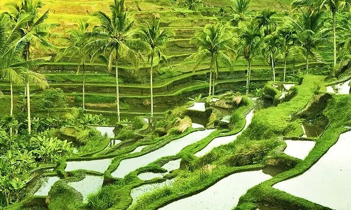 Full Day Private Tour in Ubud Indonesia