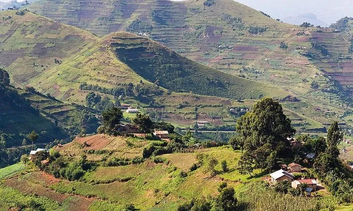 Uganda's great animals safari