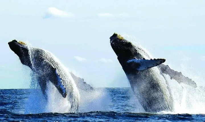 Luxury Whale Watching in Puerto Vallarta (Private Yacht/Group)