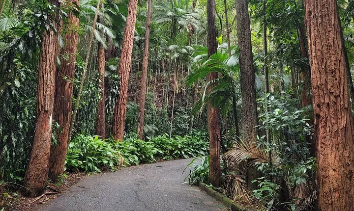 Early Morning Tour to Christ Statue and Rio Rainforest
