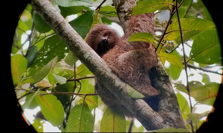 Arenal’s Best Sloth Tour: A Unique Wildlife Experience