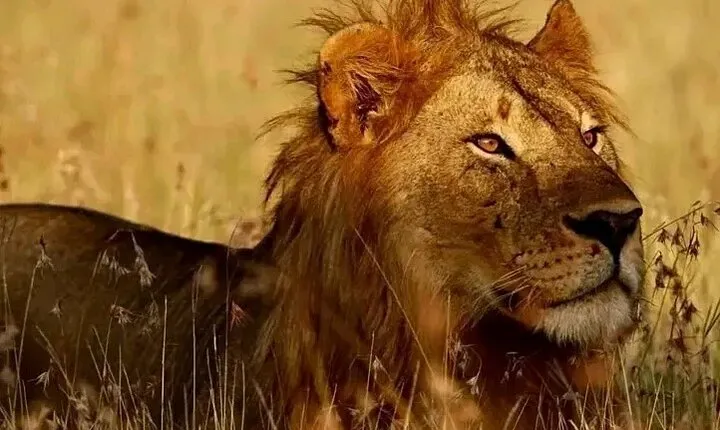 Day Trip Safari to Selous game reserve 