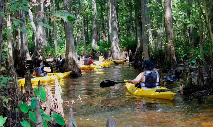 Cypress Forest: Guided Nature Kayak Eco-Tour