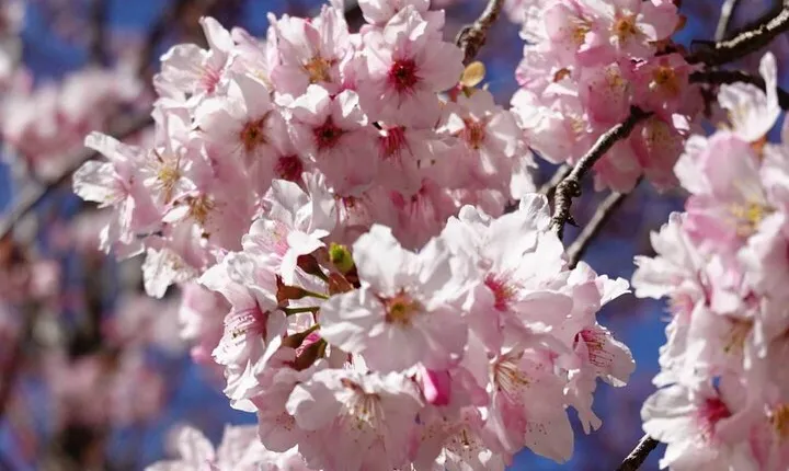 Taipei Cherry Blossom Day Tour to Yangmingshan and Tamsui
