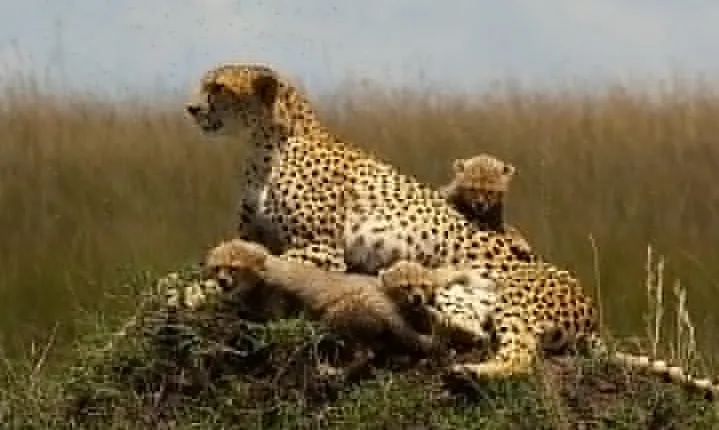 4 Days Safari Kiboko