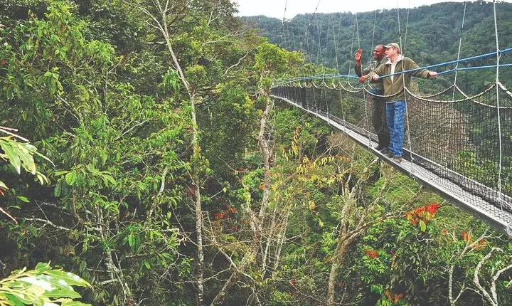 2-Days Chimpanzee trekking & Canopy walkway in Nyungwe NP