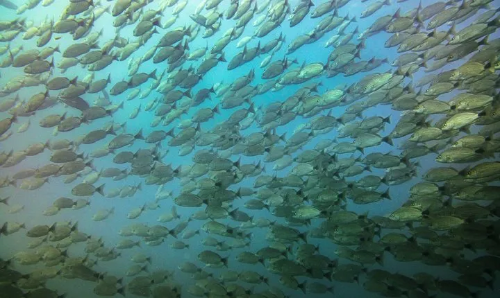 Half-Day Snorkeling Experience in Tamarindo