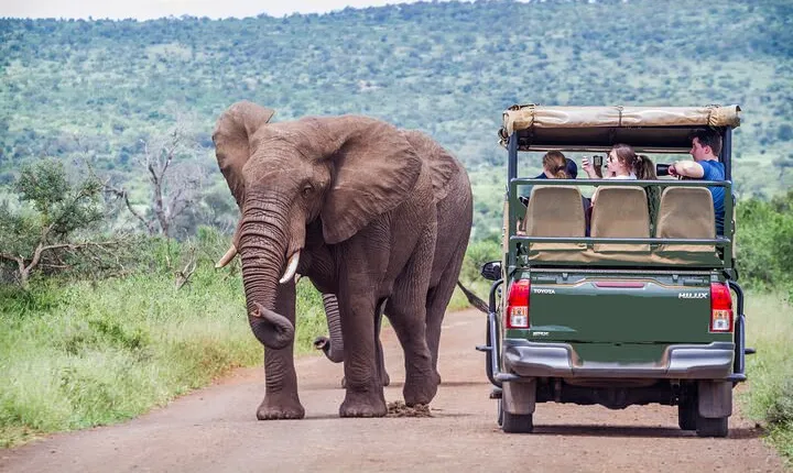 Full Day Exquisite Pilanesberg Safari from Johannesburg