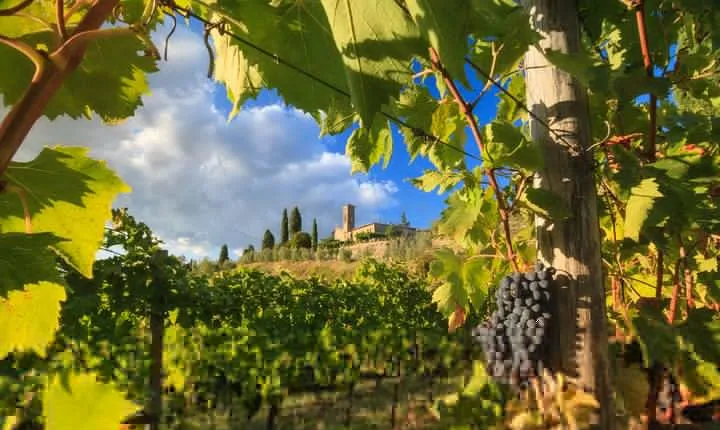 Private Tuscany Tour from Florence Including Siena, San Gimignano and Chianti Wine Region