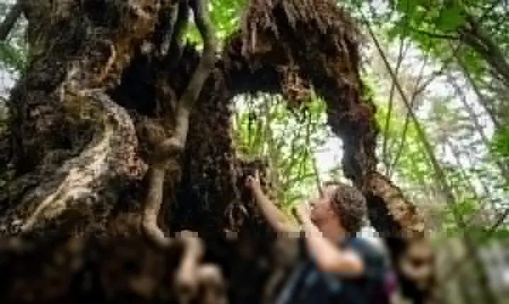 Ancient Trees of Vancouver Walking Tour