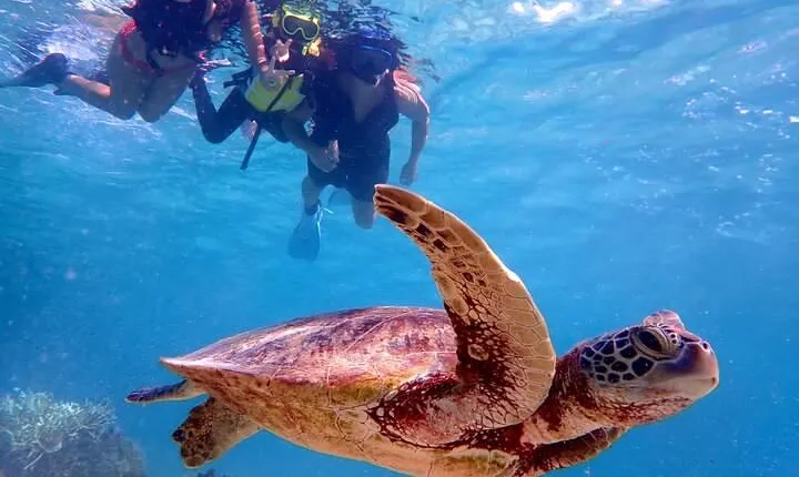 [Okinawa Miyako] Swim in the shining sea! Sea turtle Snorkeling