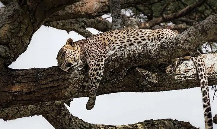 3 Days Tarangire, Ngorongoro Craeter & Lake Manyara