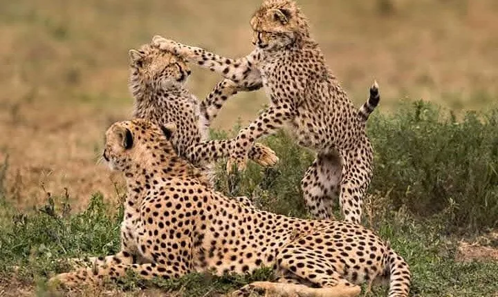 2 Day Private Safari in Tanzania Tarangire and Ngorongoro Crater