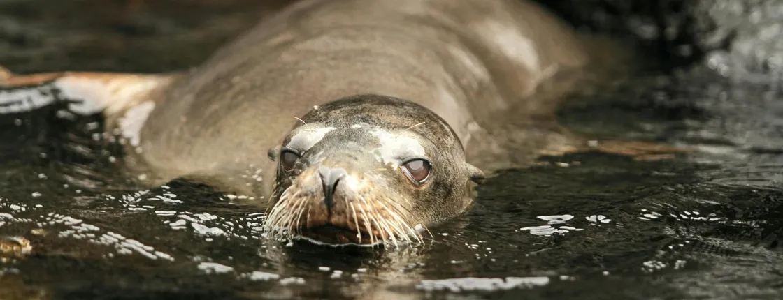 Santa Cruz bay tour with snorkelling and Las Grietas visit