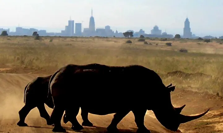 Half-Day Nairobi National Park Private Tour with admission