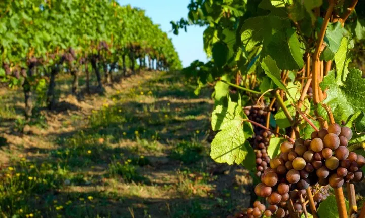 Private Tour of Taormina and Winery Visit in Etna from Taormina