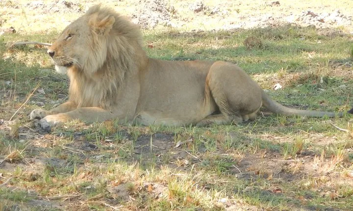 3-Day Moremi Game Reserve- by Walking Stick Safaris