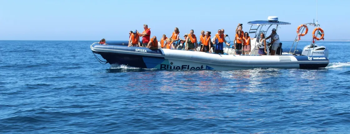 Dolphin spotting guided tour by boat from Lagos