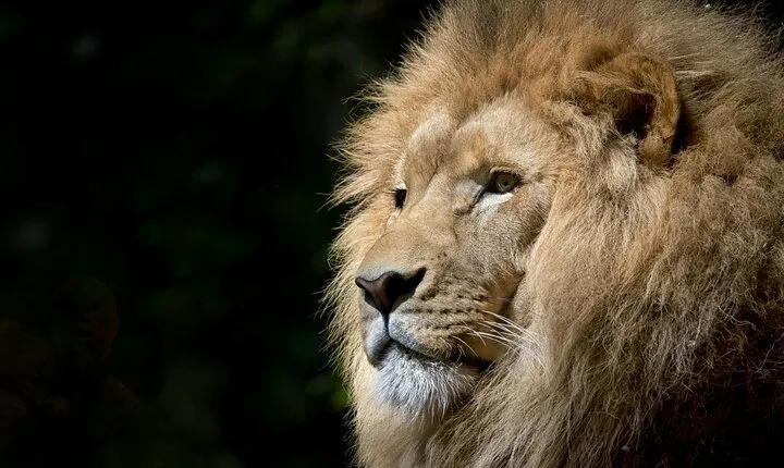 Unforgettable Tarangire Day Safari: Where Wildlife Meets Wonder!