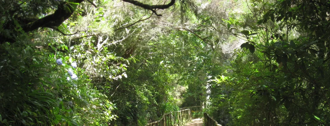 Guided trekking to Queimadas Levada, Caldeirão Verde and Santana